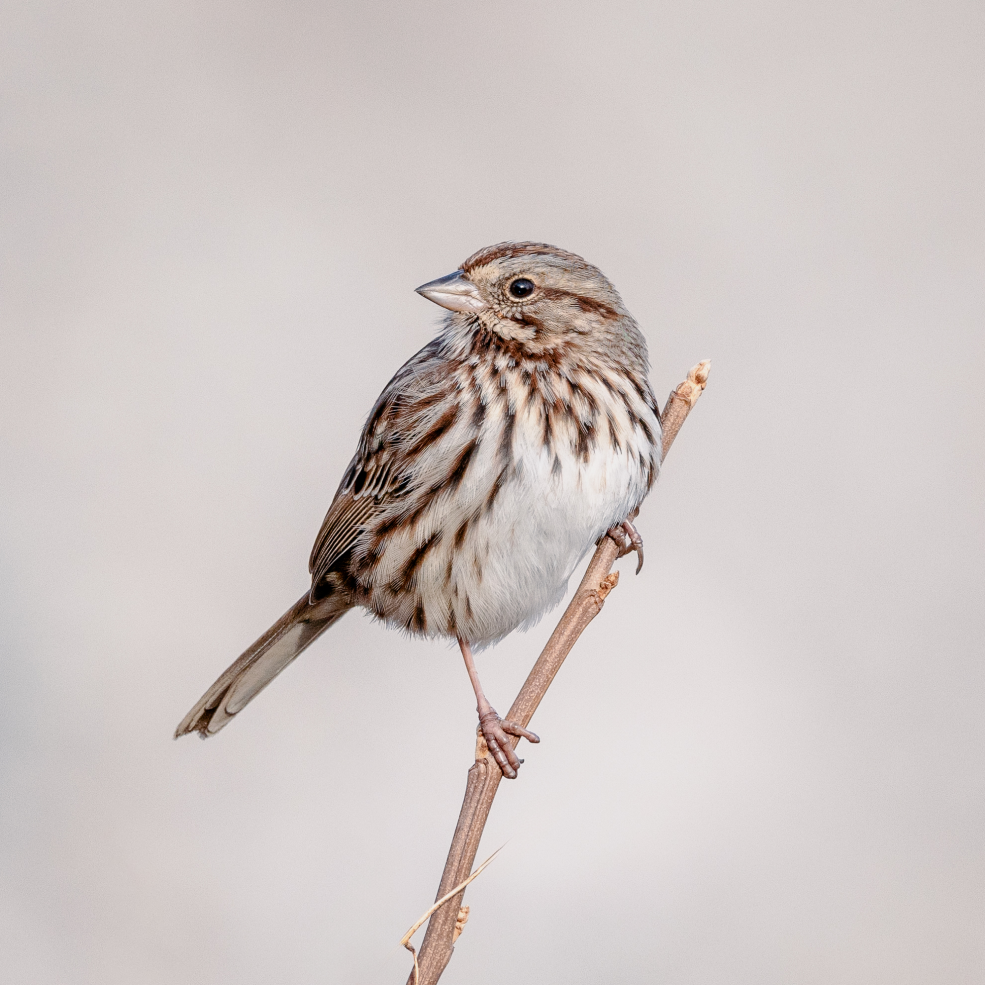 Songbird perched on a garden branch.