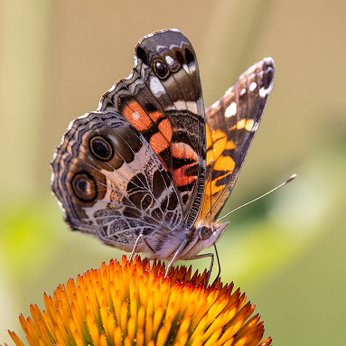 Butterfly on foliage outdoors.